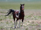 Earn $1,000 by adopting a wild horse