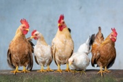 What a chicken can teach leaders about boosting culture