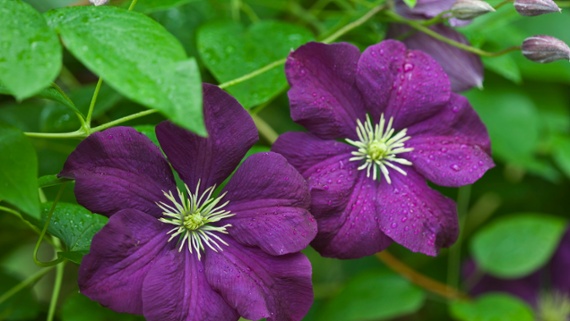 How to propagate clematis plants – expert tips for successful softwood cuttings