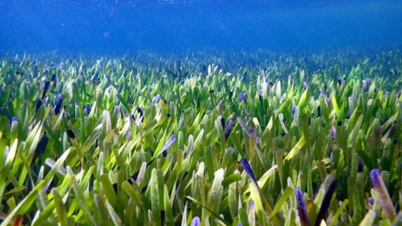 The world's biggest clone is a 77-square-mile 'immortal' meadow of seagrass