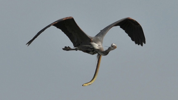 An eel bursting out of a heron is sort-of science, right?