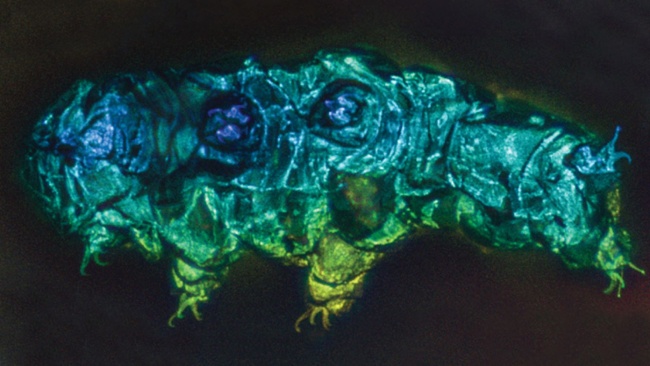 1st tardigrade fossils ever discovered hint at how they survived Earth's biggest mass extinction