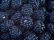 Sweet Blackberry berry closeup view background
