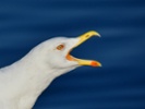 Seagull nip propels boy to win Gull Screeching contest