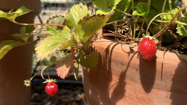 These strawberries could be teasing big ChatGPT news