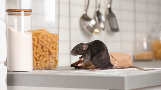 Experts say we're entering 'peak rodent season' — 3 simple tips to protect your home