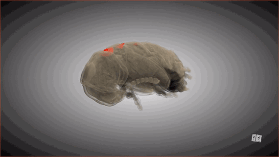 3D scans reveal that beetles have secret pockets on their backs