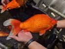 Little goldfish cause big problems in Minn. lakes, ponds