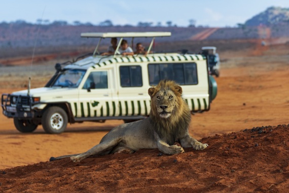 Managing unpredictability: 5 lessons from a safari